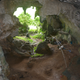 The entrance to Leang Tedongnge cave.
